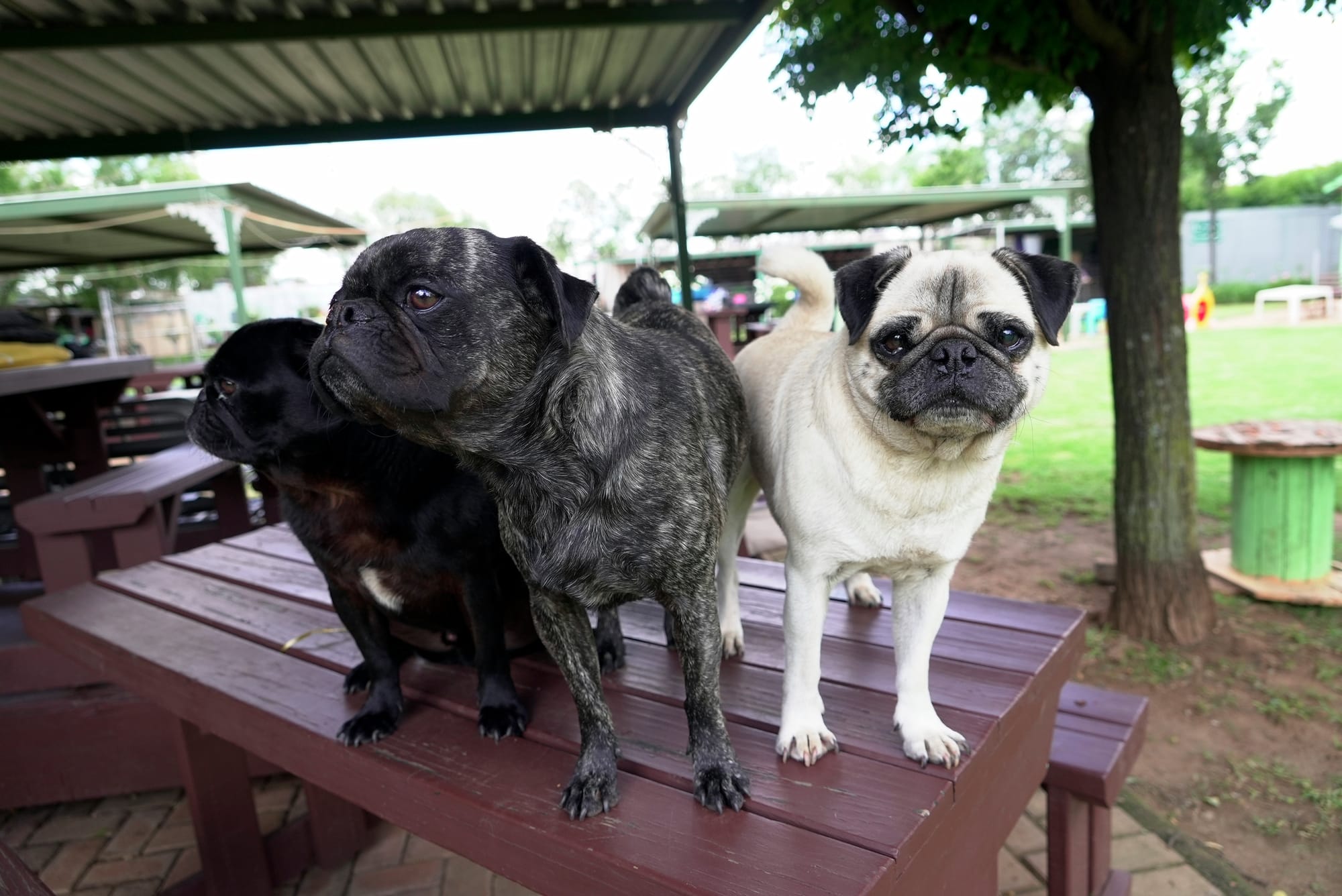 Pug life: A South African woman has rescued more than 2,500 of the lovable ‘clowns of the dog world’