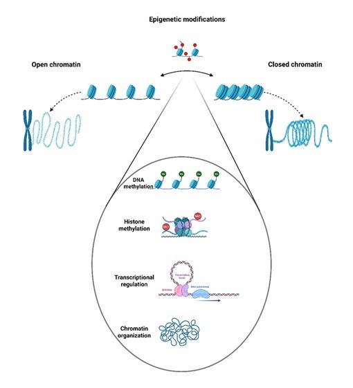 Bulk and Single-Cell Epigenomics Analyses using Deep Learning Frameworks