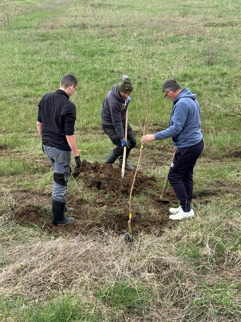 Obavljena akcija sadnje drvoreda uz cestu