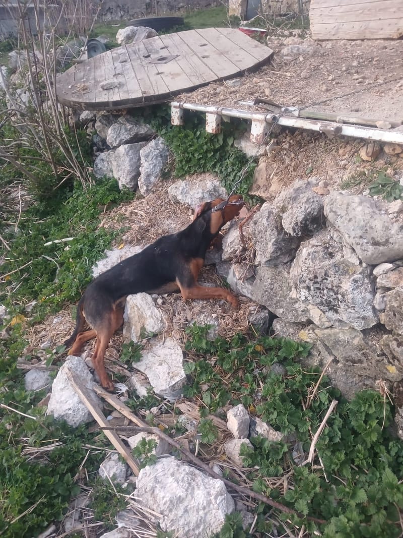 Osvrt na događaj trovanja životinja u selu