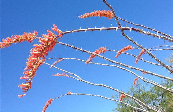 Homeschooling Without Regrets