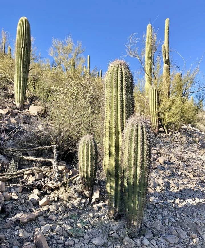 What About Socialization?