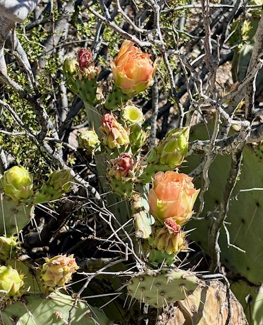 Starting the Research Phase