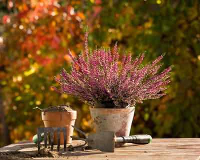Autumn Planting- Trees, Shrubs & Plants