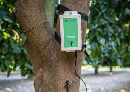 TREETOSCOPE וסטודיו גריזים: פיתוח יחידת קיבוע חדשנית לניטור לחות עצים בחקלאות מדויקת