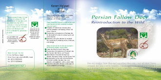 עיצוב גרפי מקצועי