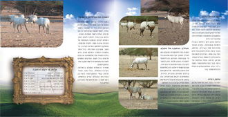 עיצוב גרפי מקצועי