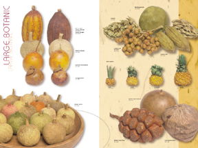 קטלוגים שונים