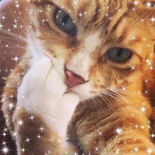 Vet Care on the Big Island: What Pet Owners Should Know Before Moving to Hawaiʻi