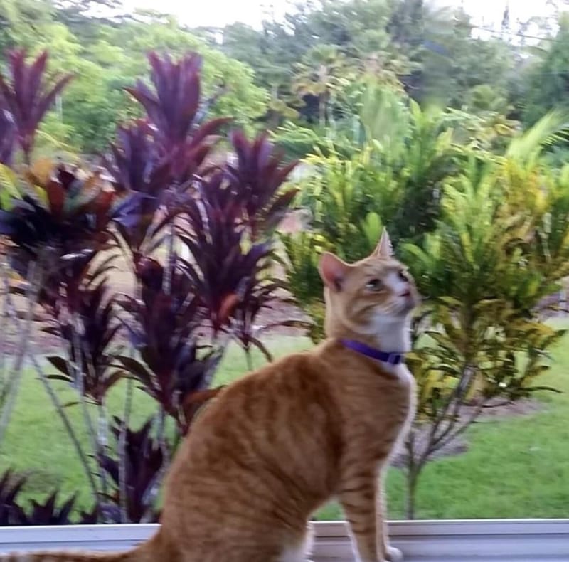 🐾 Traveling to Hawai‘i with Pets: Tips from a Fellow Kahu (Guardian)