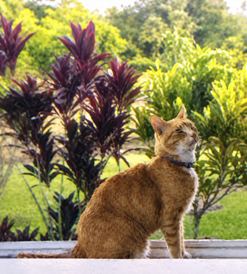 🐾 Traveling to Hawai‘i with Pets: Tips from a Fellow Kahu (Guardian)