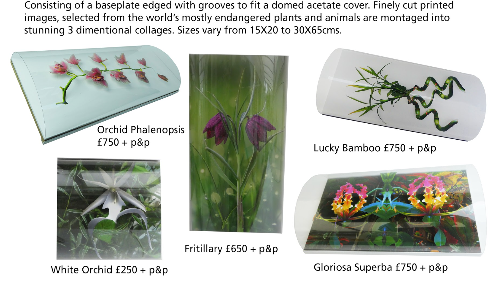 Endangered a Unique New Framing Concept and Subject Selection