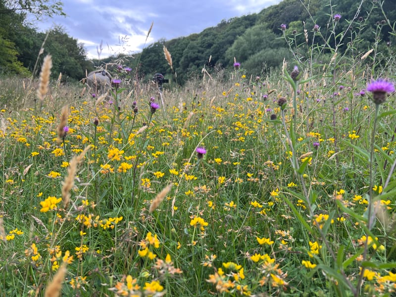 W.I.L.D.E.R -  Landscape recover using feminine principles