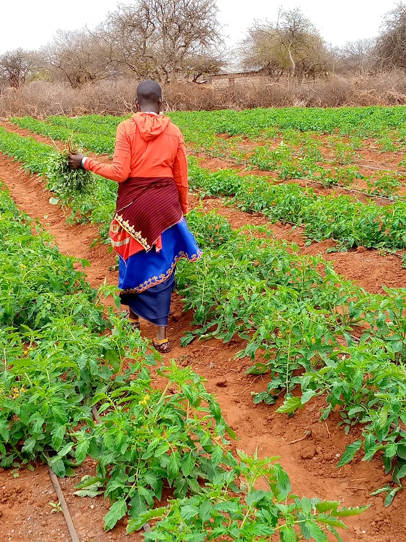 Sustainable Livelihood Program (SLP)