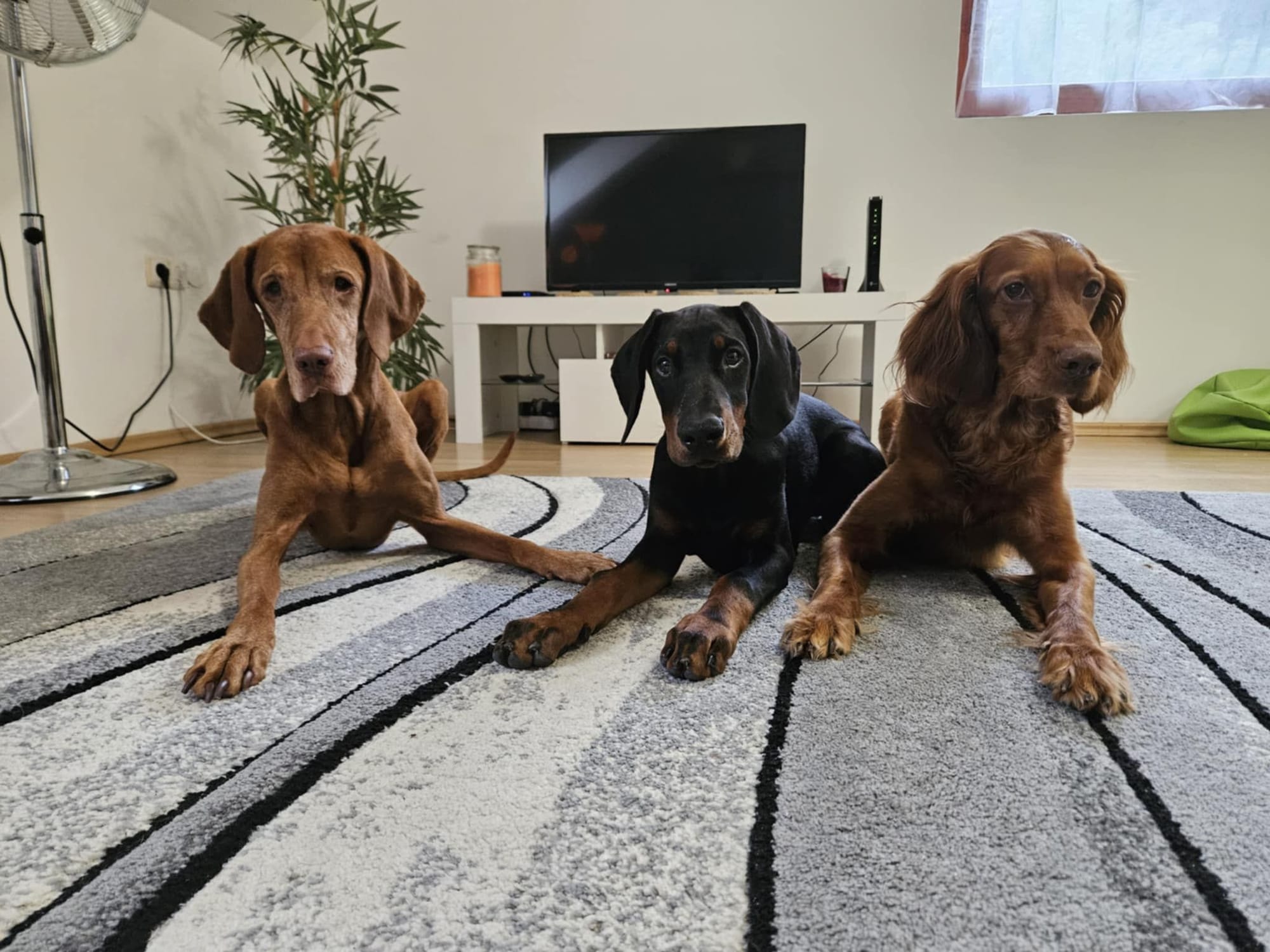Vadas Apartman elégedett vendégei