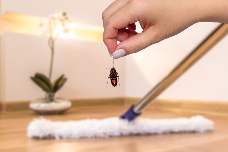 How to Control Pests