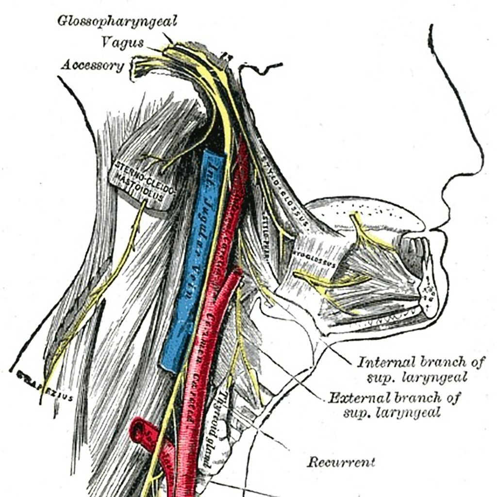 The Vagus Nerve: The Hidden Bridge Between Body and Mind (and Why It Matters for Deep Healing)
