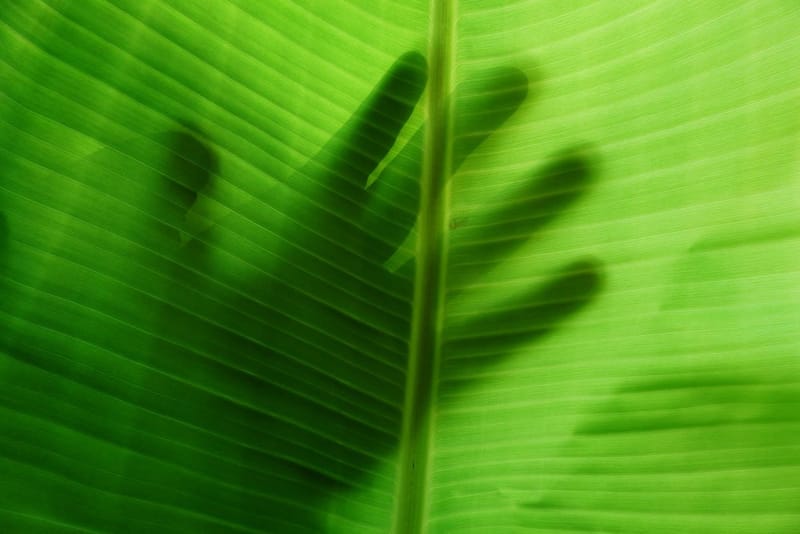 Architecture Of Healing - Calanoa Amazona - Colombia