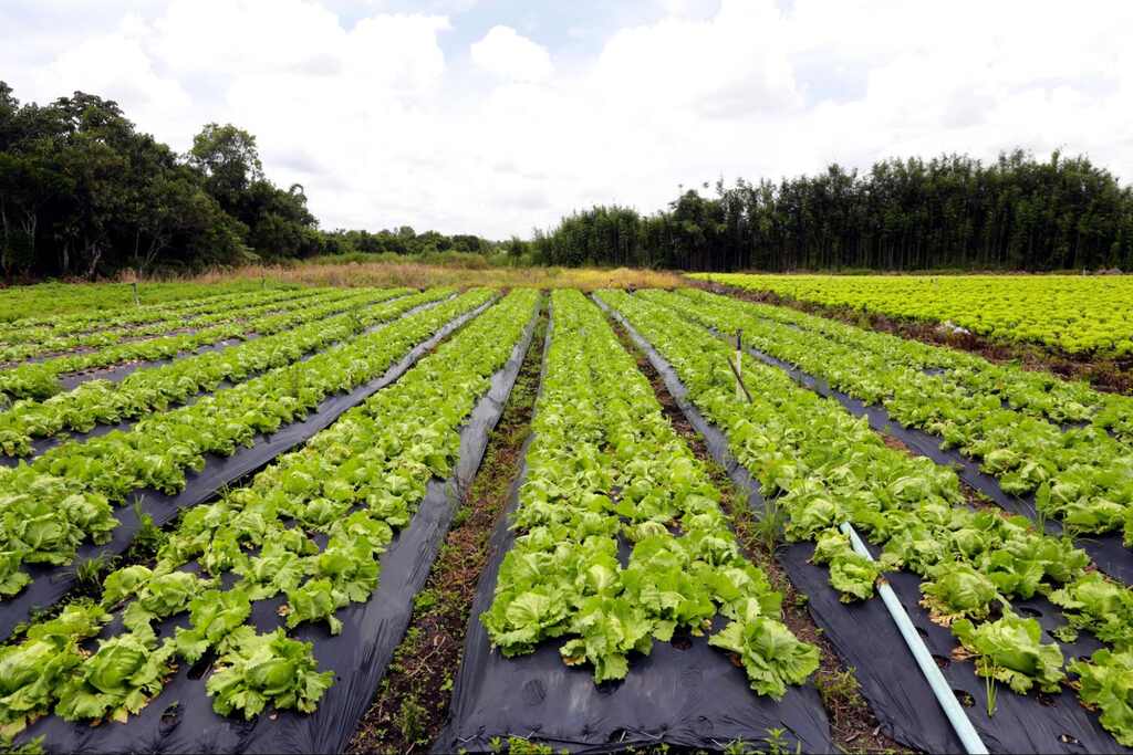 Vale-Criativo: uma ponte entre o campo e o servidor público