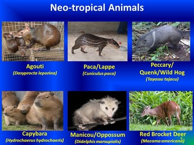 Children of Israel-WILD MEAT IS UNCLEAN