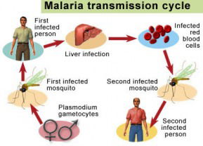 MALARIA AND ITS HOME REMEDIES