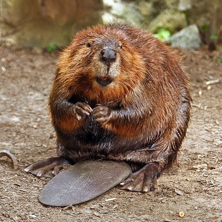 Beaver - Wikipedia