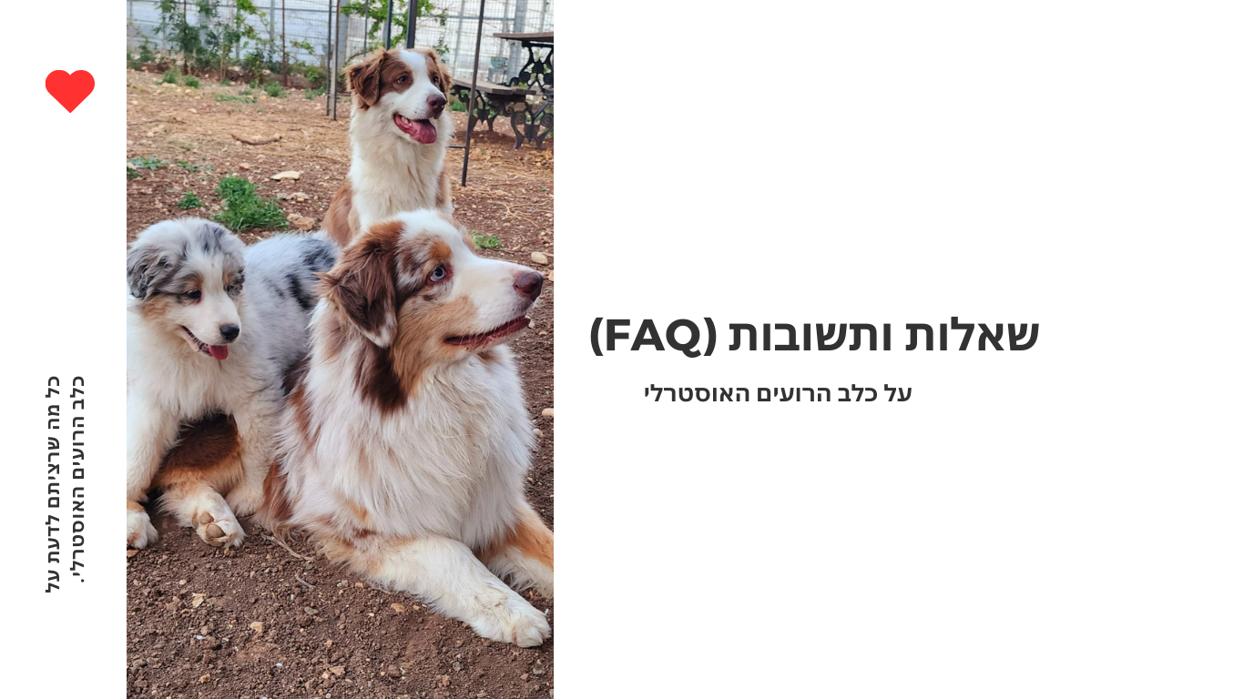 שאלות ותשובות נפוצות (FAQ) על כלב הרועים האוסטרלי