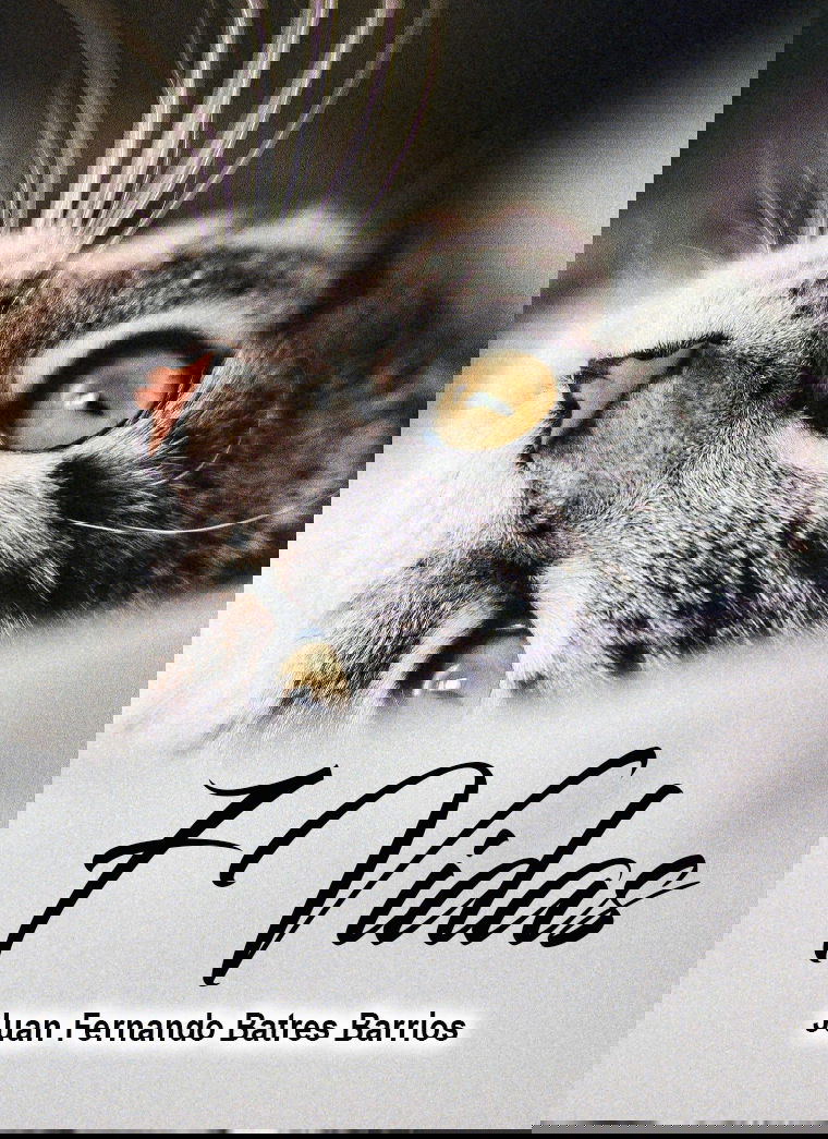 7 Vidas
