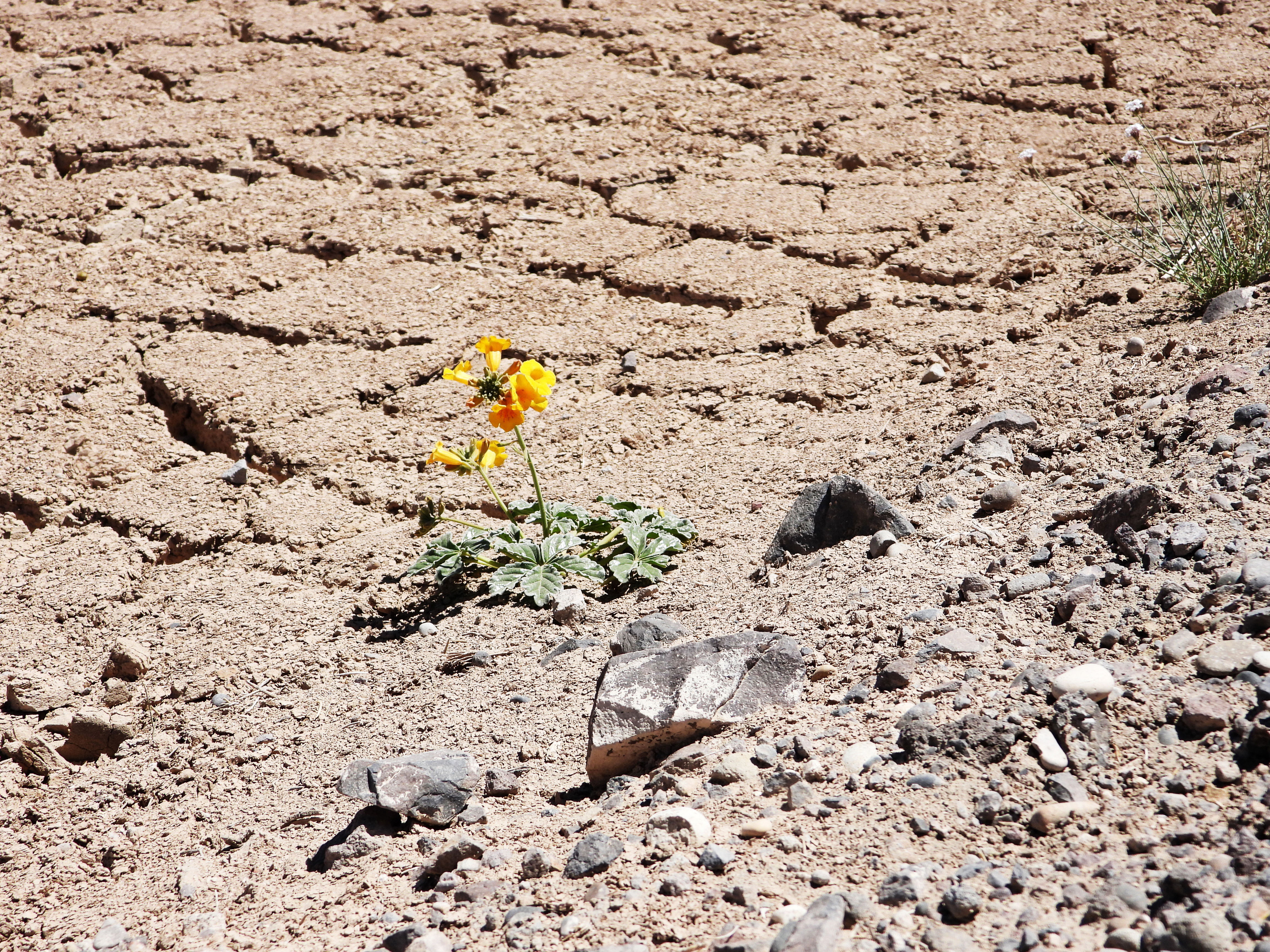 Miren esa flor en el medio de la tierra reseca, la fuerza de la naturaleza!!