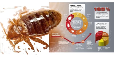 Punaises de lit : les éradiquer en toute sécurité