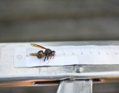 Les 10 mesures clés pour lutter contre le frelon asiatique