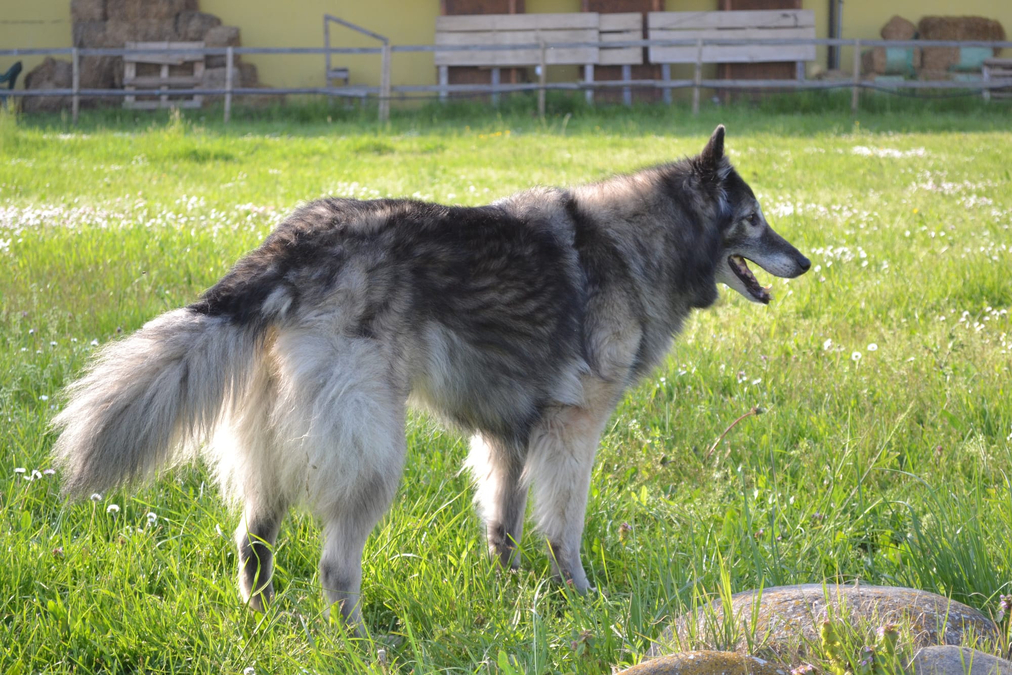 ARWEN