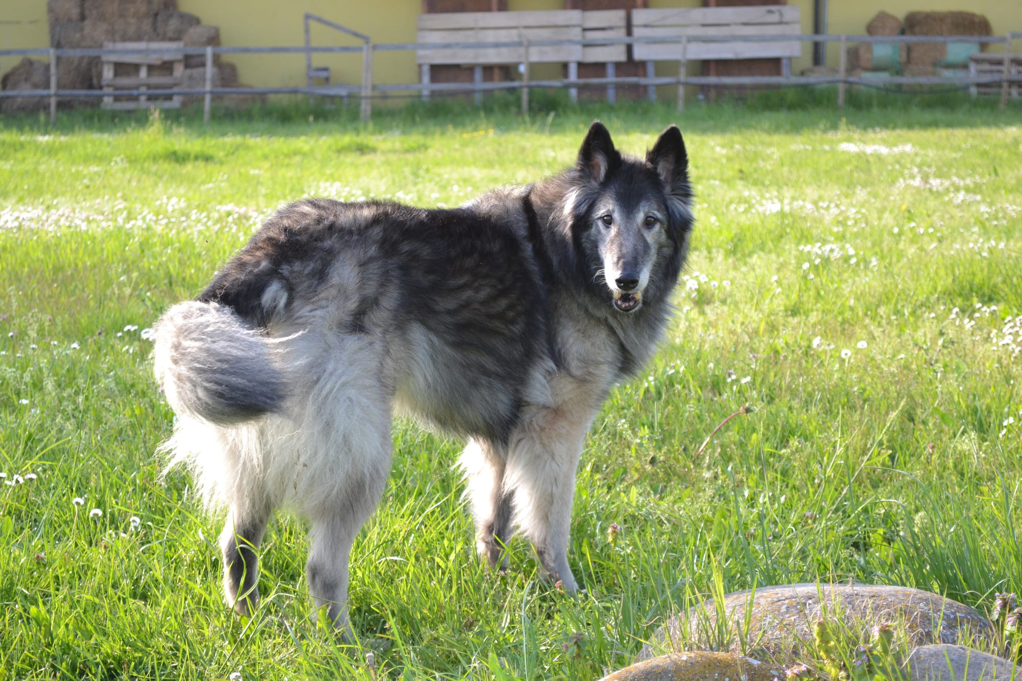ARWEN