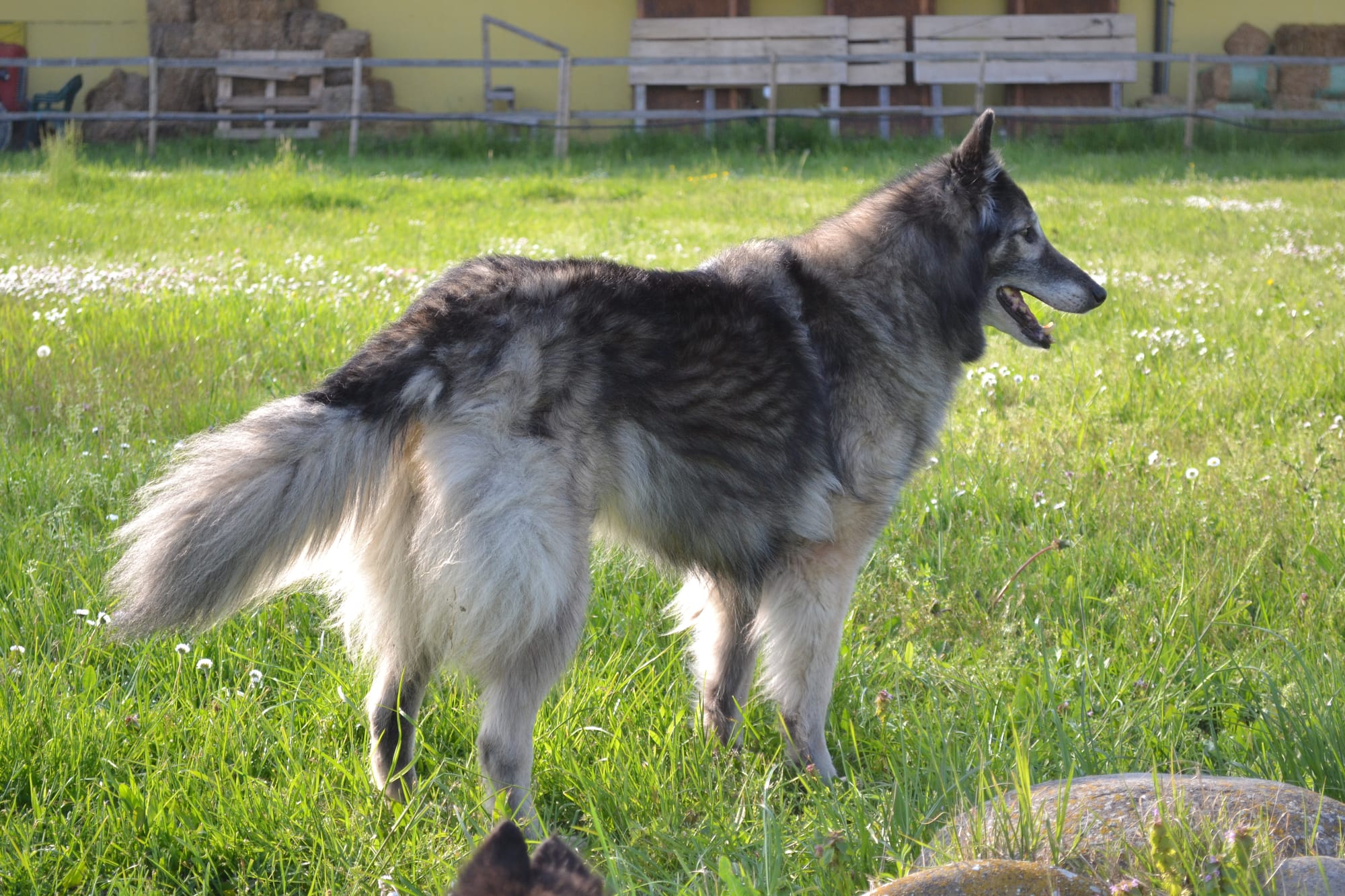 ARWEN