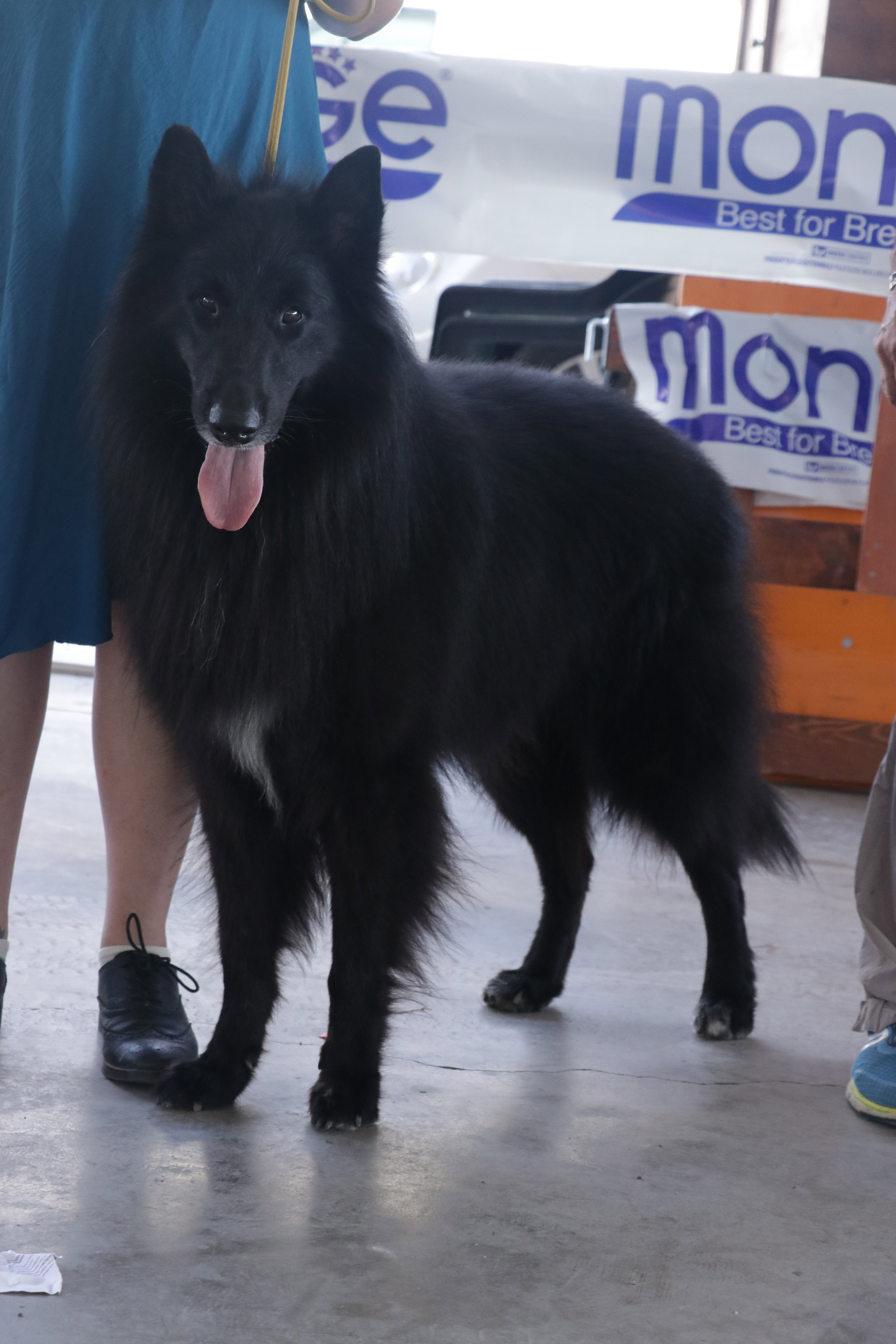 MARE NUBIUM of the Path of Dreams