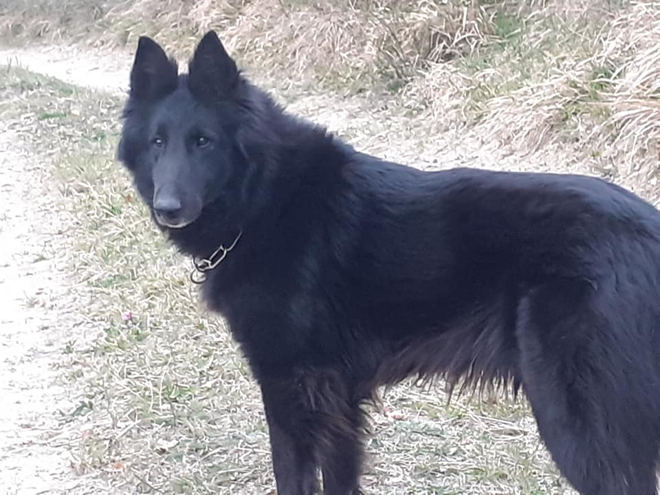 FATALE DU CHATEAU DE MONT MIRAIL