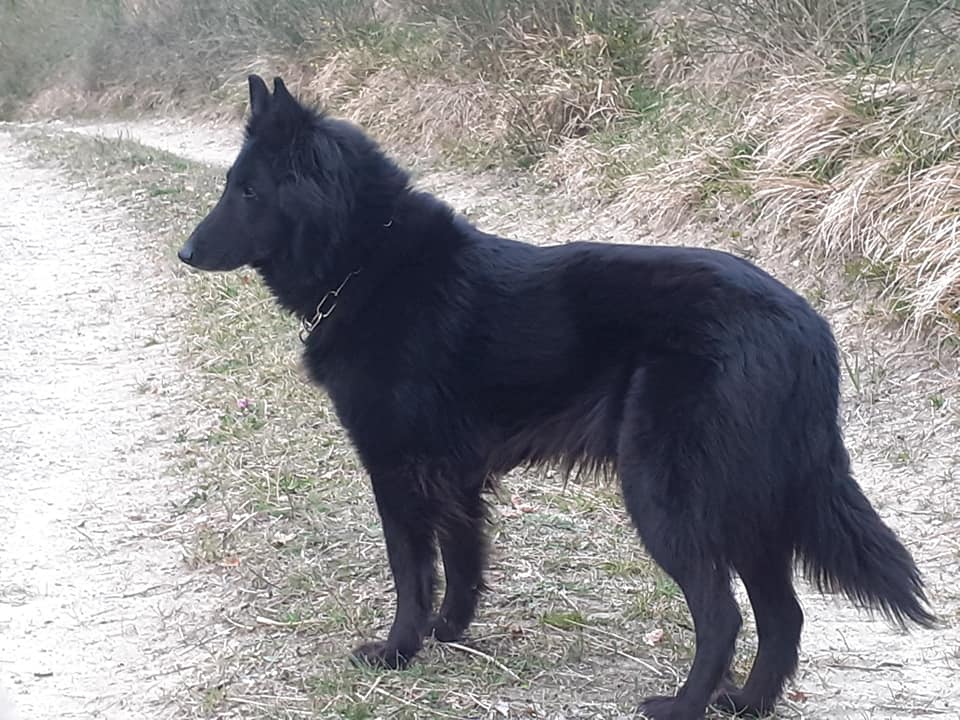 FATALE DU CHATEAU DE MONT MIRAIL