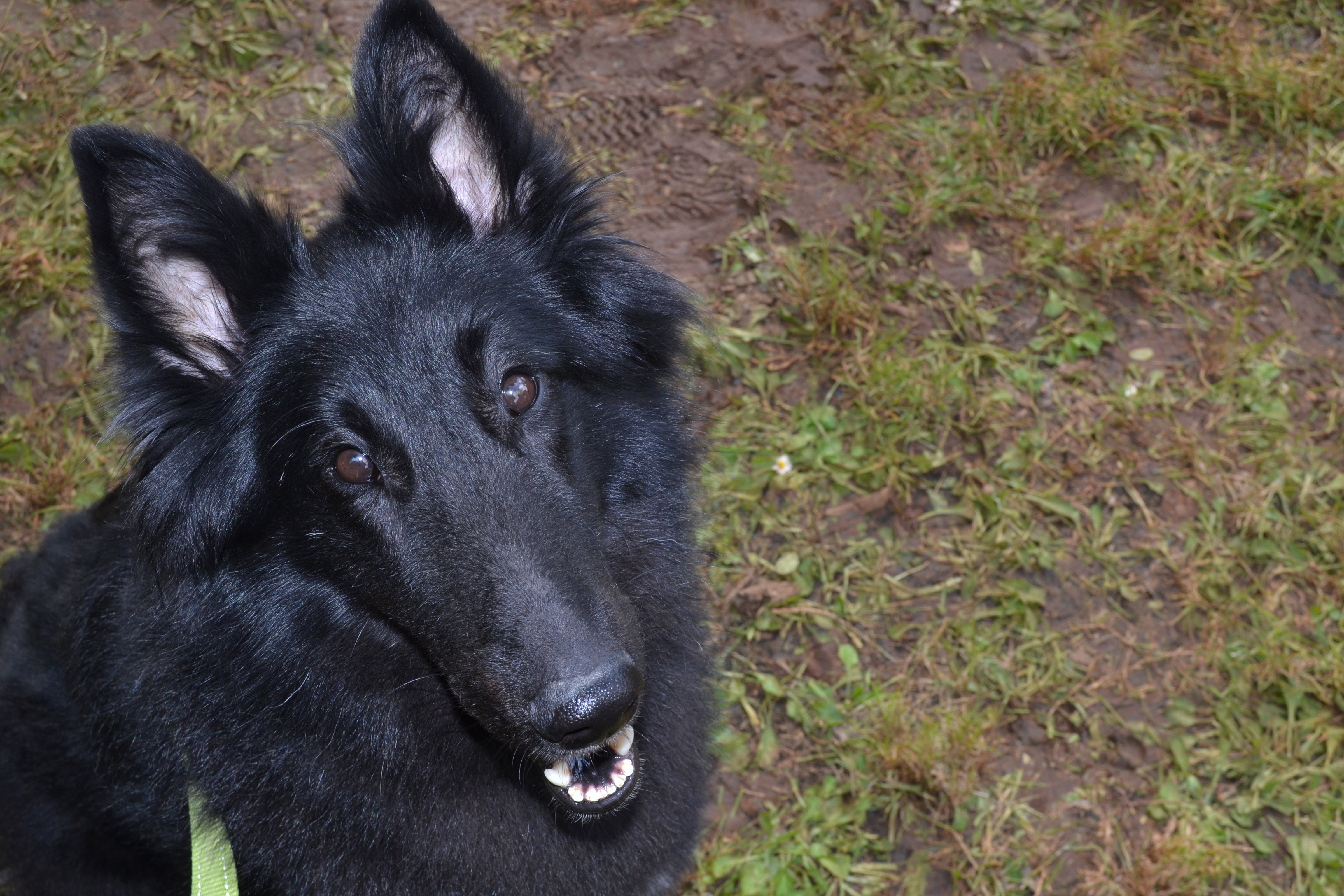 FATALE DU CHATEAU DE MONT MIRAIL