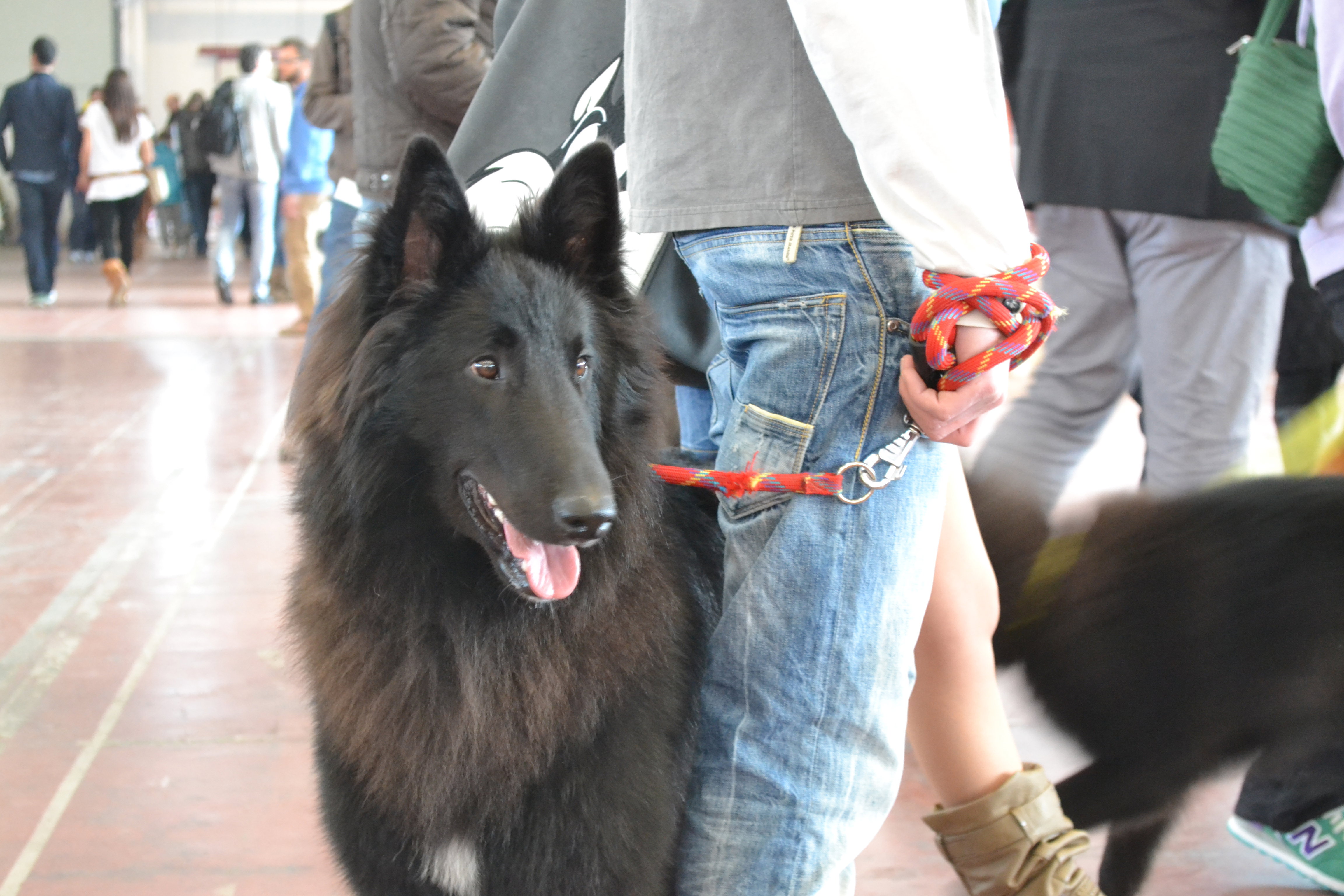 FATALE DU CHATEAU DE MONT MIRAIL