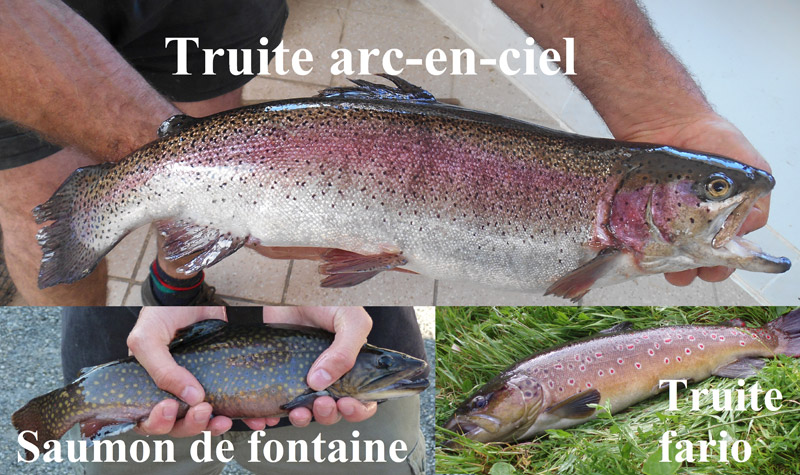 Truites arc-en ciel, fario, saumon de fontaine