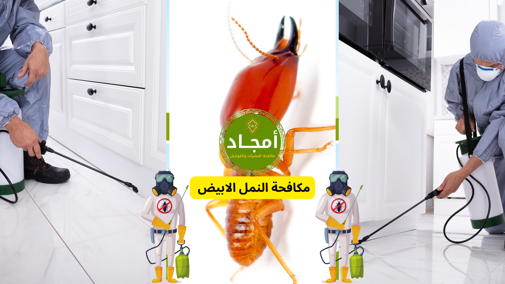 مكافحة النمل الأبيض بالرياض – شركة أمجاد لمكافحة الحشرات والقوارض