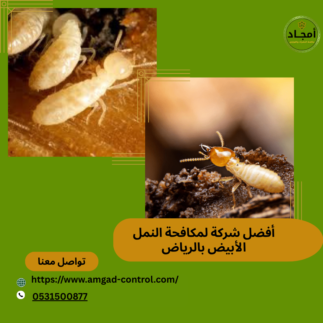 مكافحة النمل الابيض