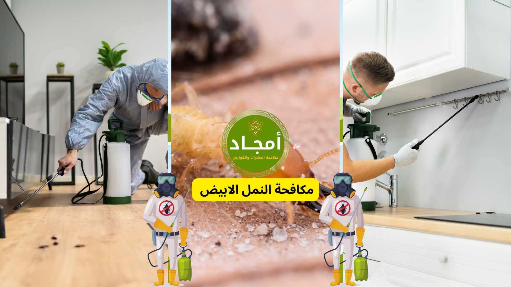 مكافحة النمل الابيض بالرياض