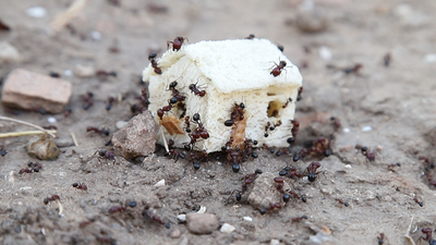 "ביתי" | דרור היבש | המעבדה | יום חמישי 5.9.2024 בשעה 20:00