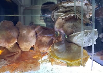 גל מקליין מיטשל | "חישה תת־עורית" | המעבדה | פתיחה: 18.9.25 בשעה 20:00