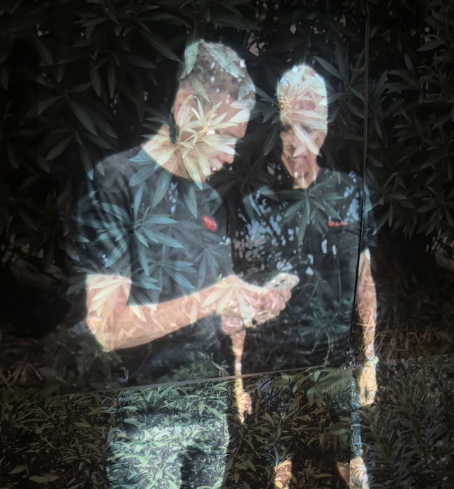 מלי דה-קאלו ולי ברבו, פרט מתוך רעיל וקוצני, מיצב וידאו, 2025  