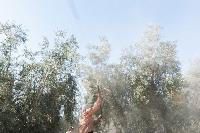 סיגלית לנדאו