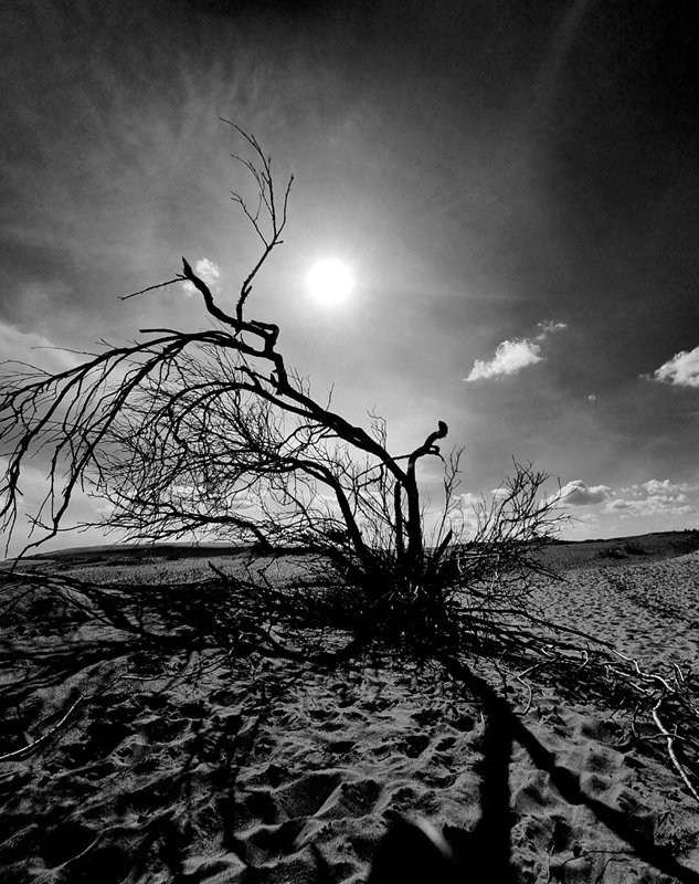 אלכס זויתן, עמ' 195