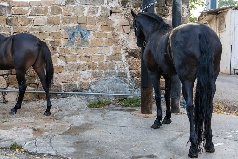 פלורה מלינש, גלריה אלפרד, קבר שייח׳ סלמה אבו האשם, הדפס ארכיבי, 2025