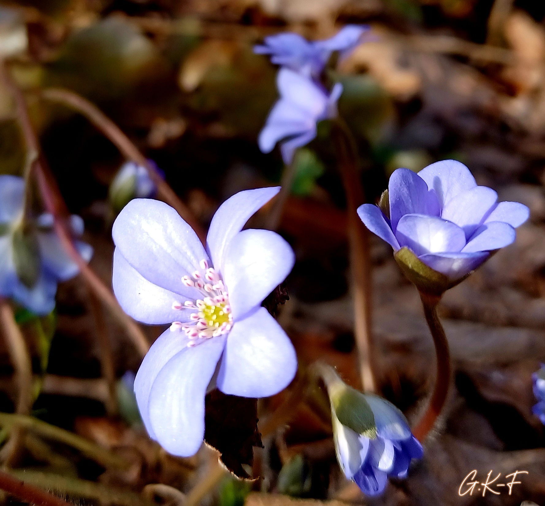 Leberblümchen  März 2026